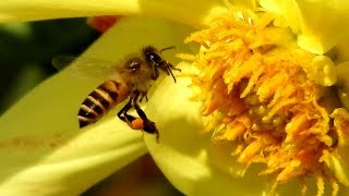 100% Pure Honey Production By Honey Bees Nature 4K Ultra Hd Video