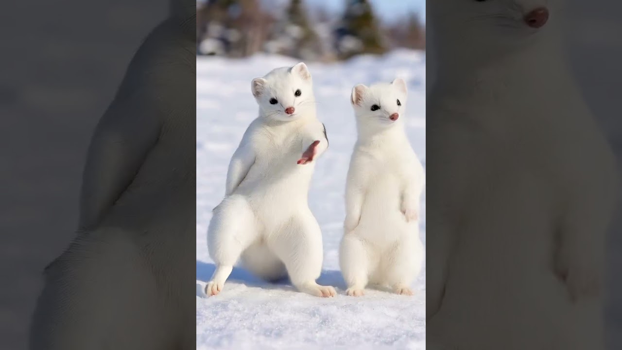 Low - Flo Rida & T-Pain | Cute Animal Dance