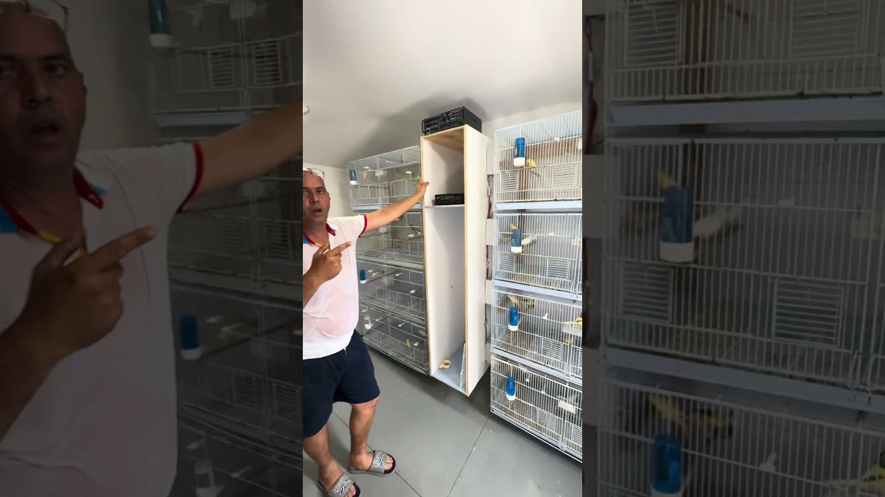 Canarios Timbrado Español Clásico.