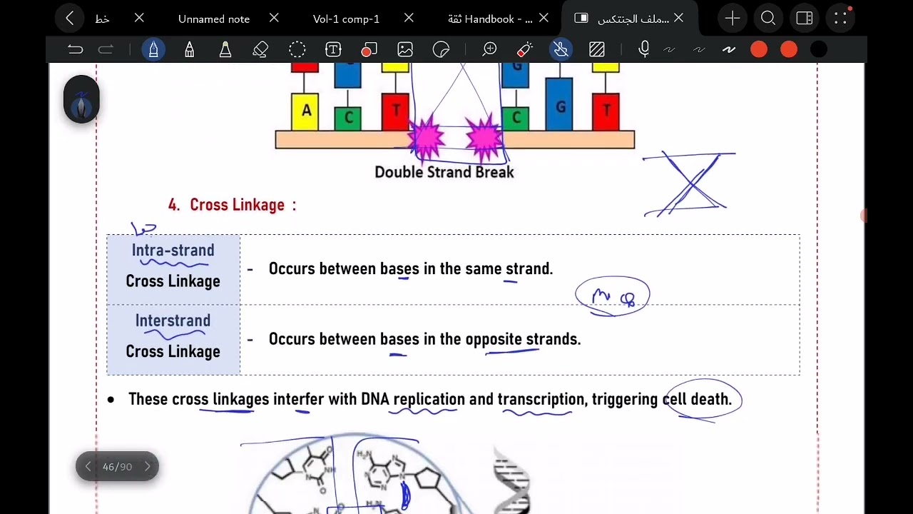 |Genetics| Lec 8:DNA damage&Repair +Mutation 