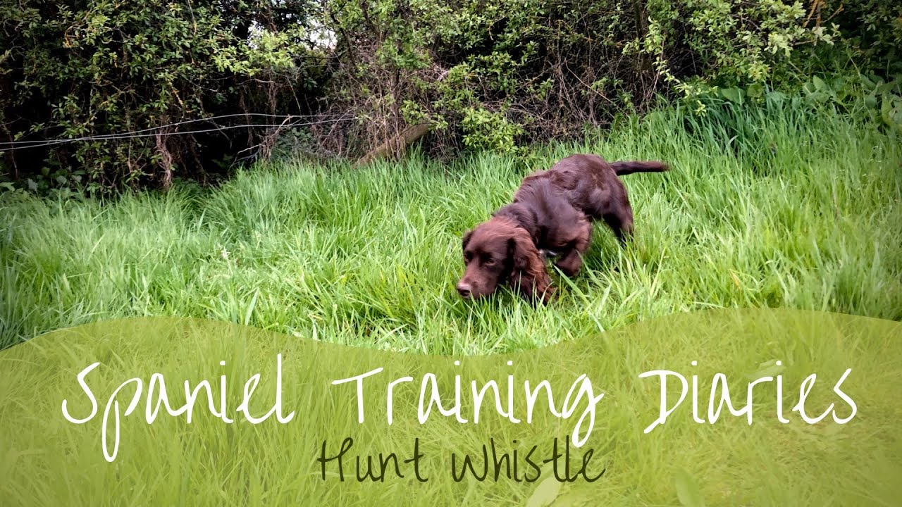 Gundog Training - Hunt Whistle - YouTube