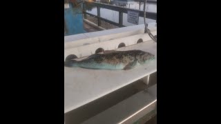 Jetty Fishing 27inch 7lb Lingcod #fishing #jettyfishing #food #fun