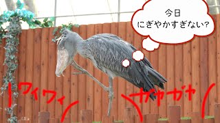 掛川花鳥園は今日も大盛況! 土日にハシビロコウふたばちゃんを見に行くとこんな感じ!【春のふたば6】Shoebill FUTABA 2022 spring