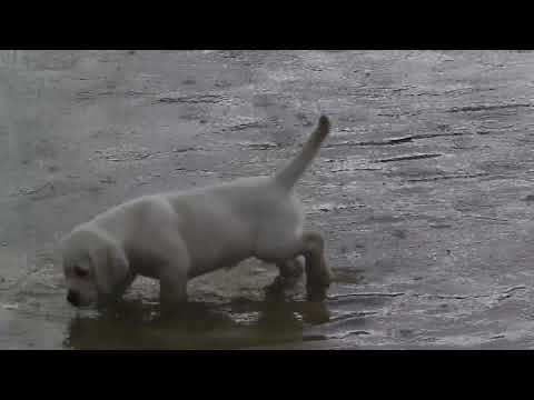copy-of-puppies-in-the-rain