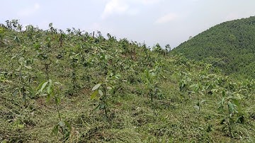 cây quế văn yên sau 1,5 năm tuổi | làm cỏ quế đợt thứ 4