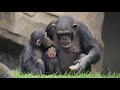 El chimpancé Coco cumple 3 años en BIOPARC Valencia