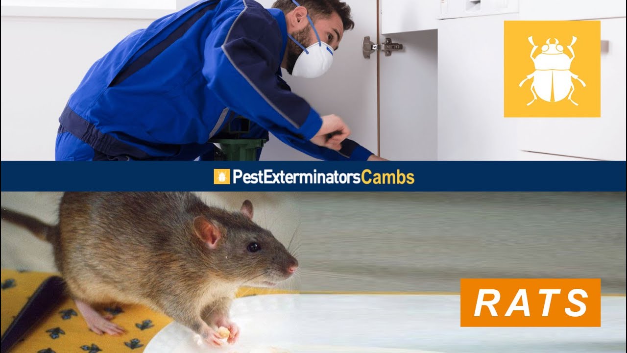 RAT CONTROL CAMBRIDGE SERVICES | PEST EXTERMINATORS CAMBS