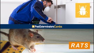 RAT CONTROL CAMBRIDGE SERVICES | PEST EXTERMINATORS CAMBS