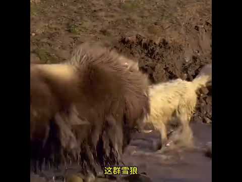 雪狼與麝牛 #神奇動物在抖音 #動物世界