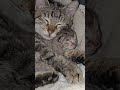 Привет всем, у нас родились котята,подпишитесь и будем в месте смотреть заними лайки длясладких#cat