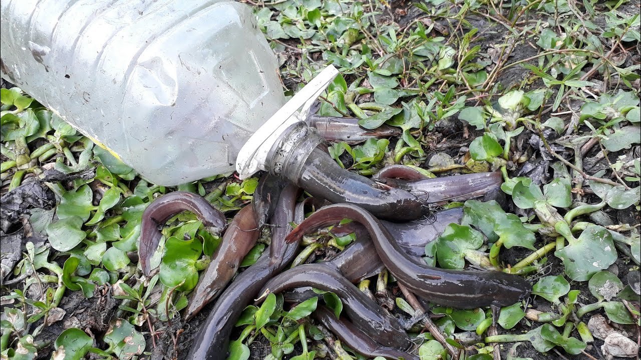 New bottle fishing : বতল দিয়ে মাছ শিকার করার সুন্দর দৃশ্য। one Boy catch fish with plastic bottle.