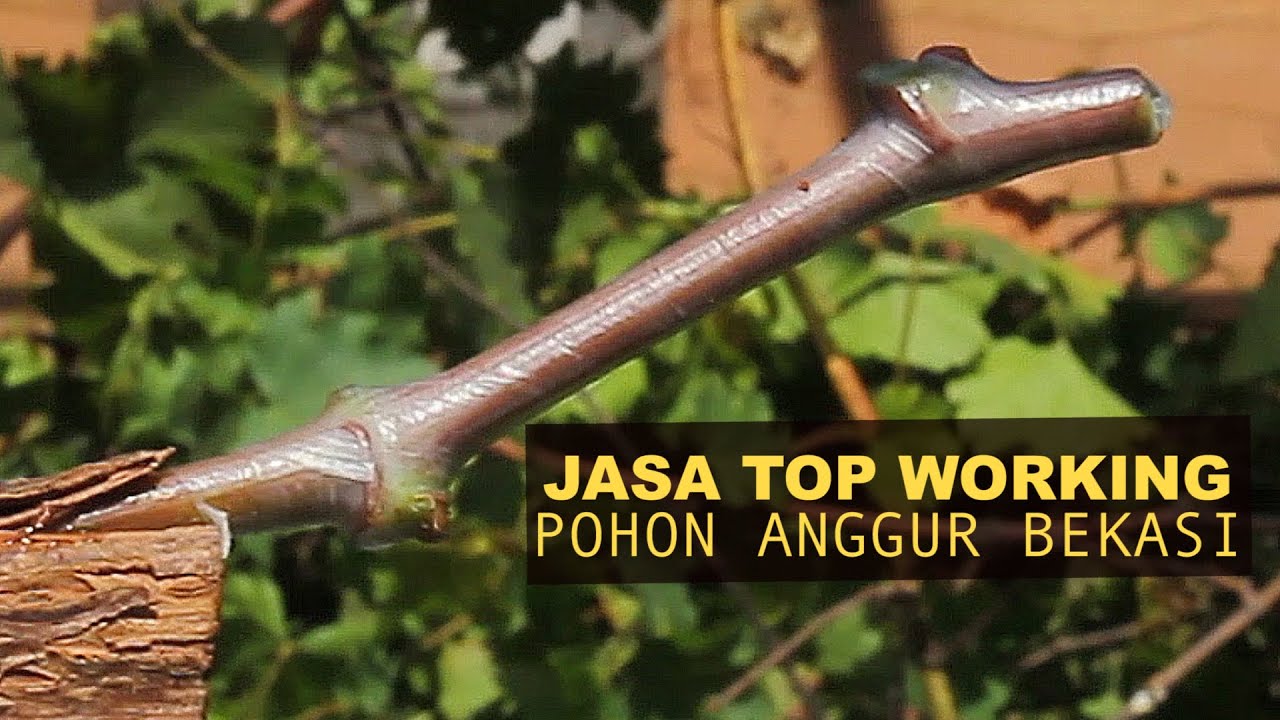 Anggur Masam Jadi Manis! Top Working Pohon Anggur Bikin Cepat Berbuah Rasa Buah Mantap