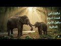     خواطر فيل