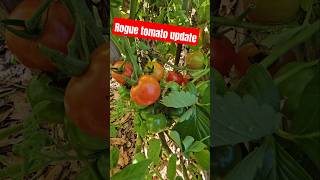 Rogue tomato update. #gardening #backyardgardening #tomato #growyourownfood
