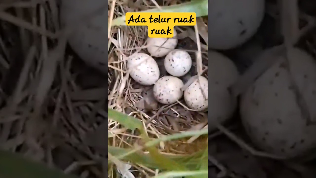 nemu telur ruak ruak 