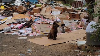 Massive five kilo tumor, chained in the landfill without foods, without care  fighting for his life by DogLife 1,213 views 2 years ago 9 minutes, 43 seconds