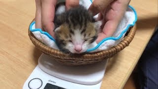 体重の増え方に違いが出始めた赤ちゃん猫