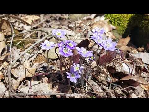 Hepatica, An Early Season Beauty