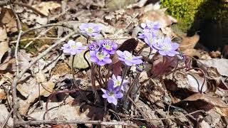 Hepatica, An Early Season Beauty