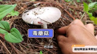 去采香菇的路上发现几朵毒蘑菇，蘑菇是不是要大爆发了呀！ by 鲁小洪 819 views 1 month ago 13 minutes, 50 seconds