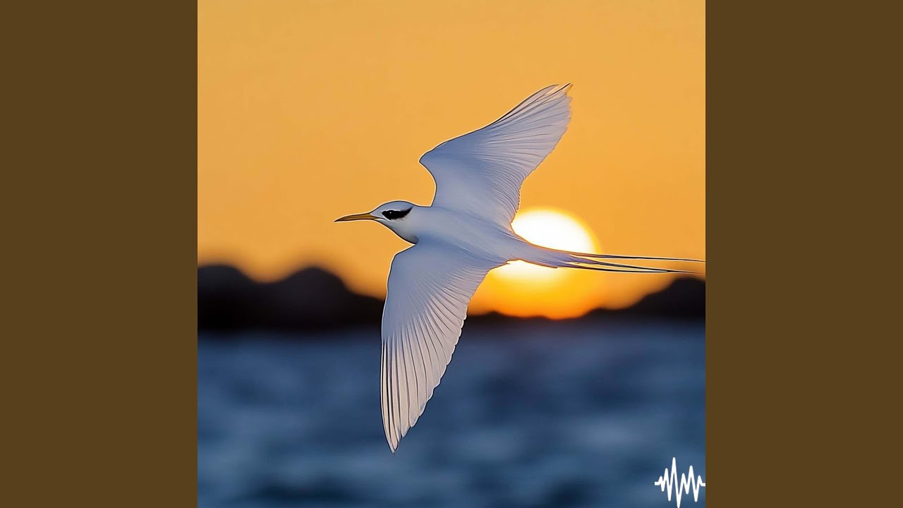 Watch First Fly on YouTube Watch First Fly on YouTube