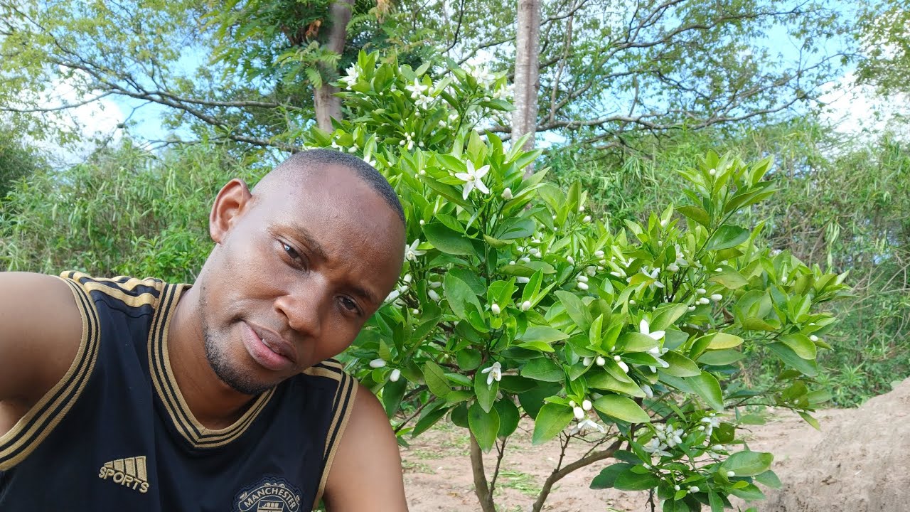 Выращивайте апельсины сорта «Пикси» как профессионал || Выращивание апельсинов «Пикси» в Кении 🤗😍