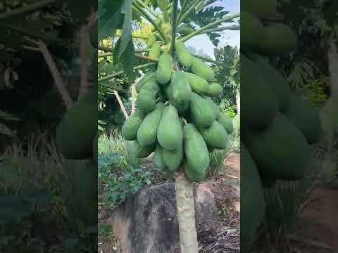 Video: Fruit drop in Papaia – miks papaia vili kukub puult maha