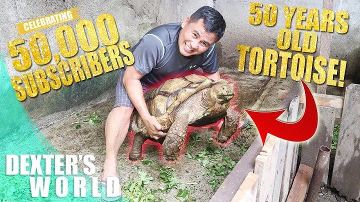 MEET RUSH!! THE 50 YEARS OLD TORTOISE!! - DayDayNews