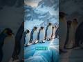 🐧 Penguins Like You’ve Never Seen Before | Survival Secrets in 60s #Shorts