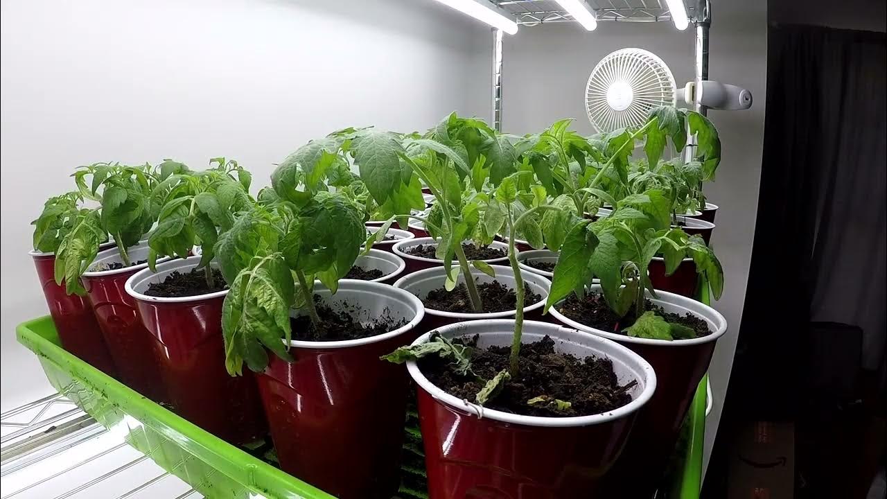 20220400Overwatered Tomato Seedlings YouTube