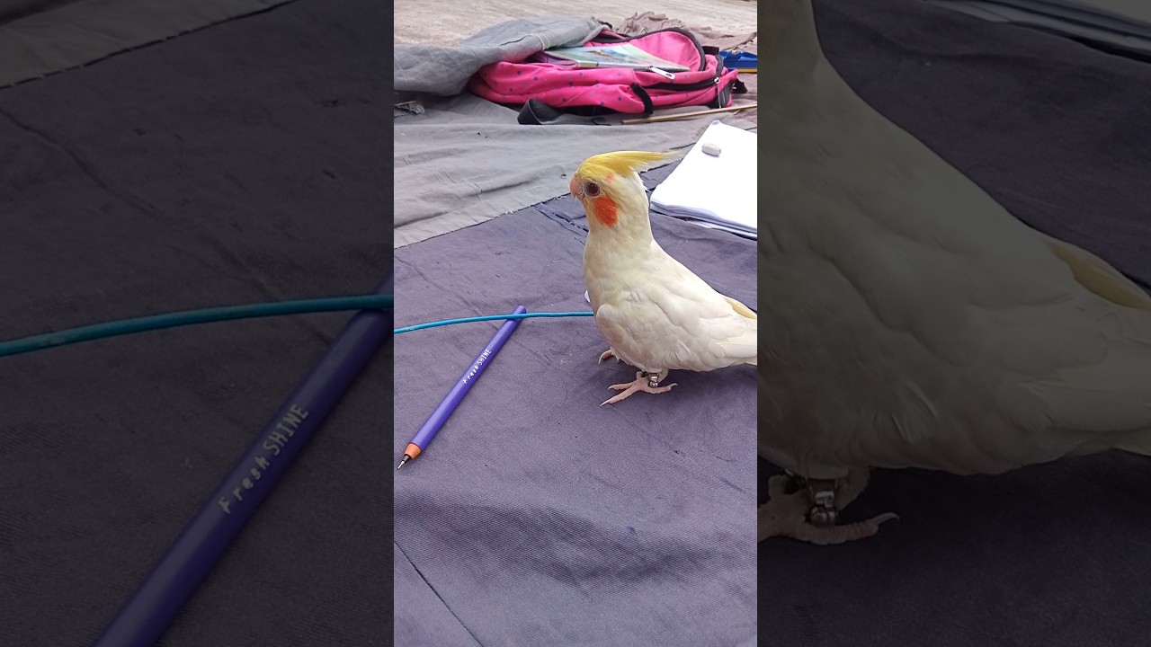 This little bird never runs out of mischief! 😂  