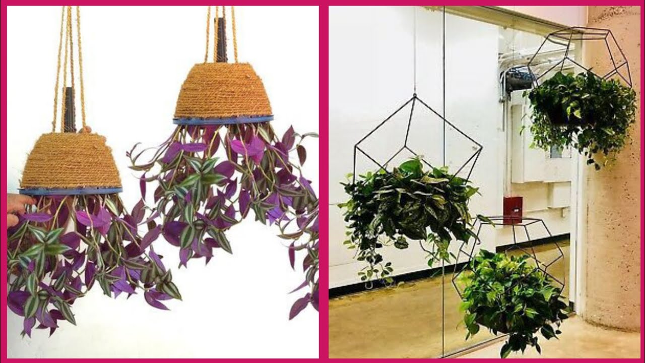 30 types of hanging plants Hanging Plants for Indoor & Outdoor