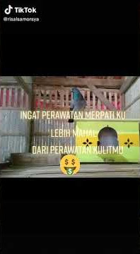 stori wa merpati balap sprint