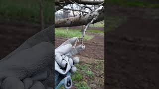 Tundere Pomi Fructiferi Cu Coroana Multilider. Rod Din Belsug Pe Ramuri.