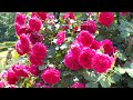 【4K】いばらきフラワーパーク(茨城県)春バラ2024 5月15日の様子 May 15,2024 Spring roses Japanese rose garden