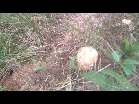 Начинается грибной сезон.