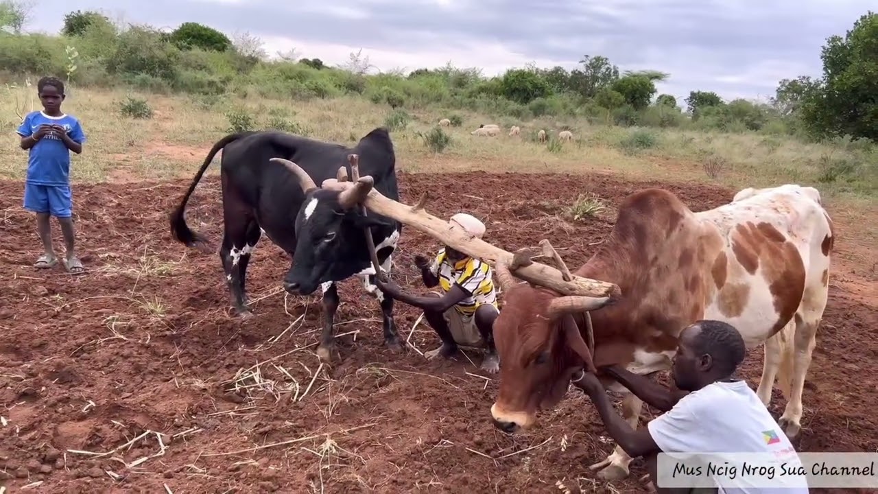 Nrog peb mus laij teb nawb