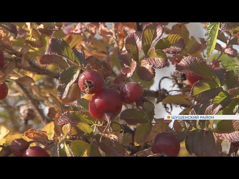 Осенние яблоки и