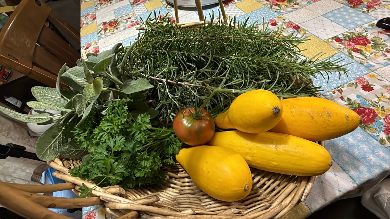 My First Yellow Squash Harvest In Four Years Of Gardening 🧑‍🌾 