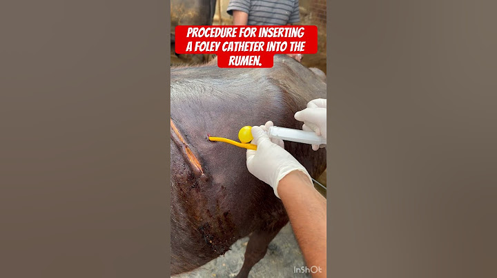 Procedure for inserting a Foley catheter into the rumen. I Tympani l Bloat l dr Umar Khan