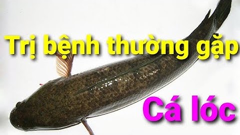 Phòng trị bệnh thường gặp trên cá lóc