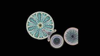 Marine Diatoms In A Mechanical Watch Movement-Like Animation