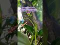keiki &amp; spike dendrobium bantimurung