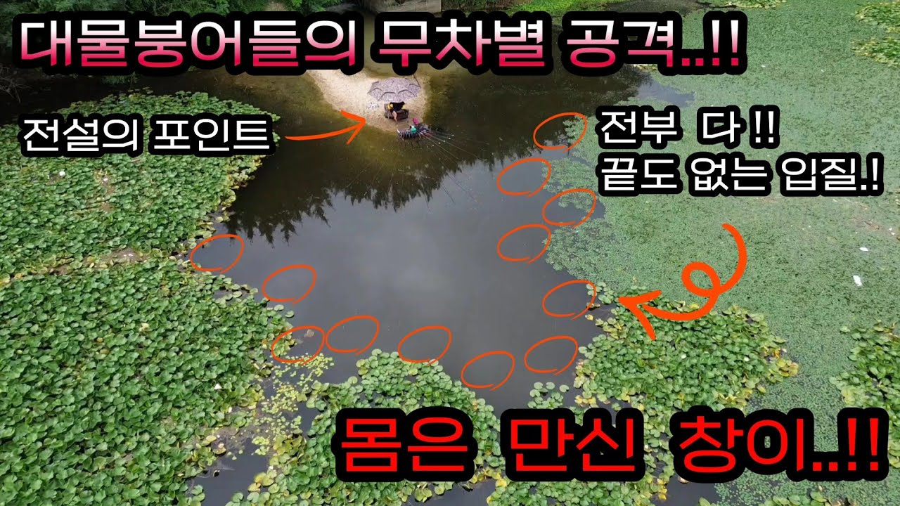 붕어낚시 . 사고는 이렇게 치는거야.!! 낚시대 펴지 마세요?  막! 덤비는 대물붕어 수억마리에 공격 당해 죽을수도 있어요..5짜터 특급포인트 (Korean big fishing)