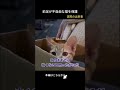 足が不自由な猫を保護して飼う事にした #野良猫 #野良猫 #ねこ