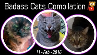 Badass Cats Compilation 11-Feb-2016, Funny Badass Cat Videos [HD] gatos dos badass & engraçado