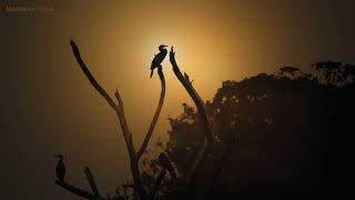 Deep Trance Meditation Music - Relaxing Music, Soothing Meditation Music for Stress Relief