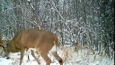 Leaf River iR-7SS (10-point/scrape)