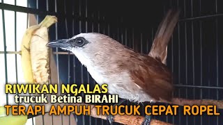 Download lagu Trucuk BETINA memanggil Jantan Suara Birahi Ngecuplik 100% pancingan trucukan gacor agar BUNYI EMOSI