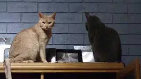 Watch the video about Dru the Abyssinian and Cordy the Russian Blue hanging out